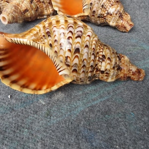 May include: A collection of three sea shells featuring a spiral shape with a textured exterior of brown and cream patterns. The interior of the shells is a smooth, vibrant orange color with dark brown striped markings along the outer rim edge.