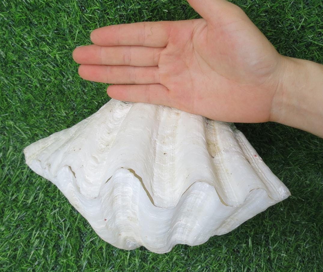 20～22cmのオオシャコガイ（Tridacna）の貝殻2個セット、真珠貝、室内