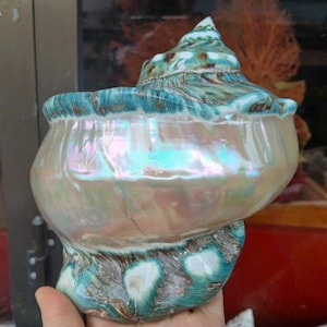 May include: A large, iridescent seashell with a green and brown exterior. The shell has a smooth, white interior with a pearlescent sheen.