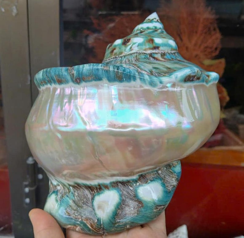 May include: A large, iridescent seashell with a green and brown exterior. The shell has a smooth, white interior with a pearlescent sheen.
