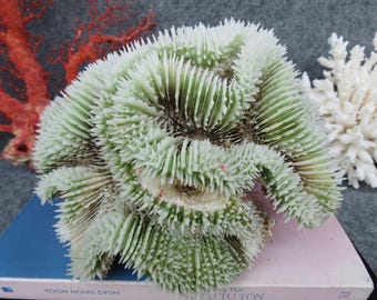 Natürliche Gehirnkoralle, Aquarium Dekor, echte Koralle für kostbare Häuser (20 x 19 cm)