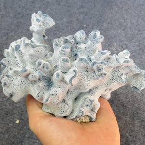 Real blue coral, white coral beautiful natural coral, marine coral, aquarium, decorative aquarium coral, natural marine coral