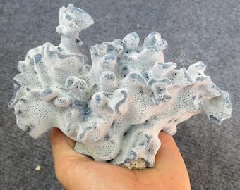 Real blue coral, white coral beautiful natural coral, marine coral, aquarium, decorative aquarium coral, natural marine coral