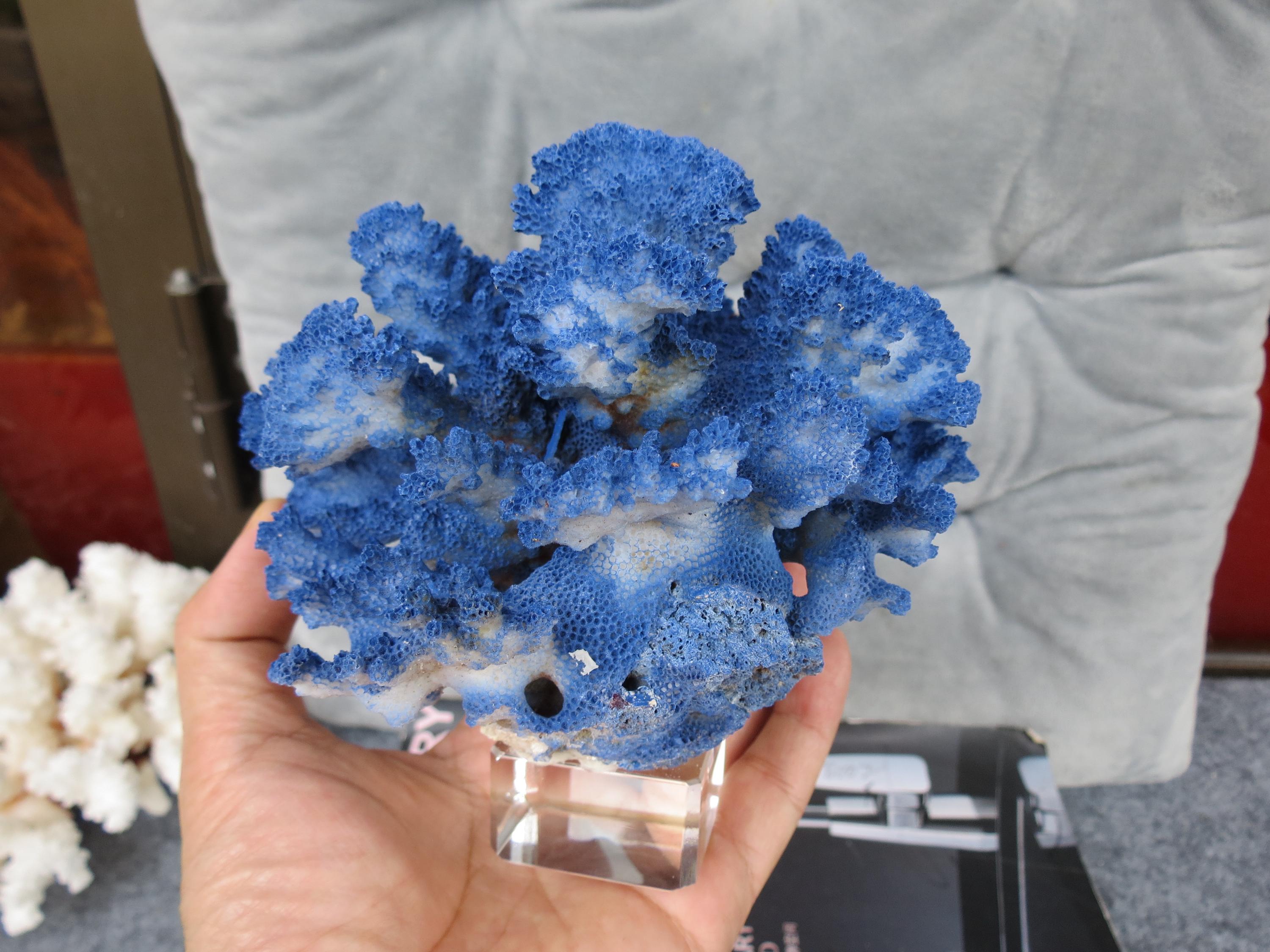 本物の青い珊瑚の装飾、クリスタルベース付き珊瑚、美しい天然珊瑚