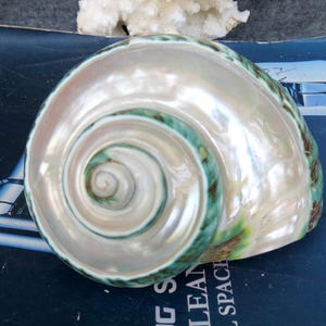 May include: A large, iridescent seashell with a spiral pattern. The shell has a pearlescent sheen with teal and brown accents along the edges. The shell is a natural, decorative item.