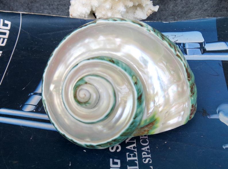 May include: A large, iridescent seashell with a spiral pattern. The shell has a pearlescent sheen with teal and brown accents along the edges. The shell is a natural, decorative item.
