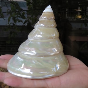Grande conchiglia naturale, Top Pearl Trochus, Top Tower Shell, bella conchiglia grande per decorazione, festa, regalo, acquario, decorazione di nozze