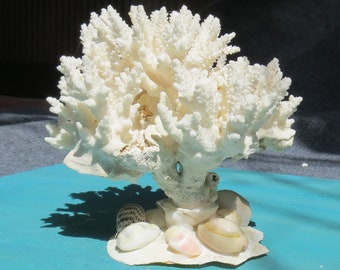 Branch of White Coral 