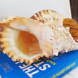 Tutufa bubo Seashell | Conch shell | Natural Large Shells | Tutufa bubo Seashell For Decoration, Party, Gift