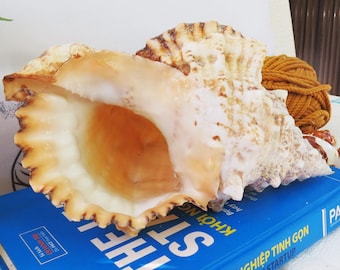 Tutufa bubo Seashell | Conch shell | Natural Large Shells | Tutufa bubo Seashell For Decoration, Party, Gift