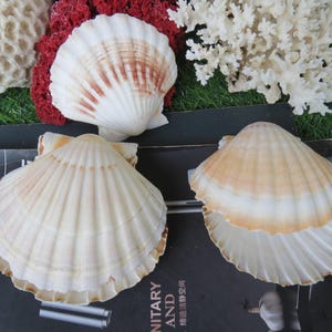 Fan Sea Shells 5pcs Large Clam Shells 10-12cm, Scallop Shells, Fan Seashells ...