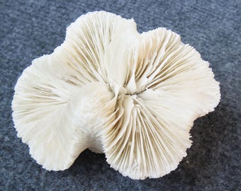 May include: A white coral specimen with a delicate, fan-like structure. The coral has a natural, organic shape and a smooth, textured surface.