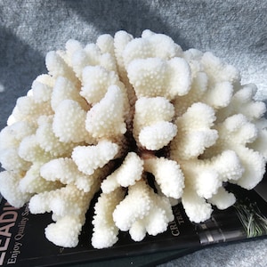 Beautiful Natural White Coral, Large 30cm, Weight 2,7Kg, Coral Decorate Fish Tank, Coral Decorate Desk, Furnishing Ornaments Home Decoration