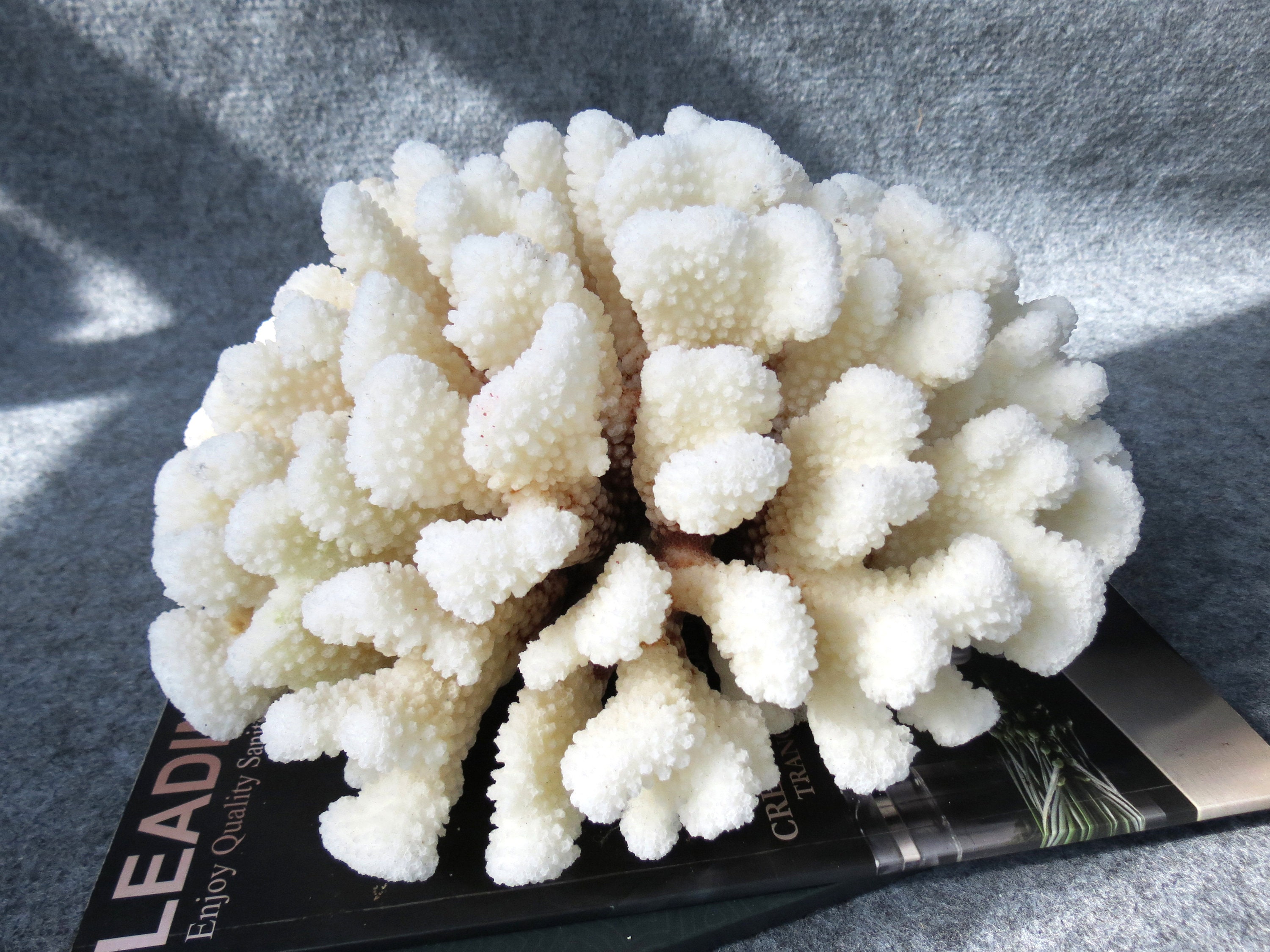 Beautiful Natural White Coral, Large 30cm, Weight 2,7kg, Coral