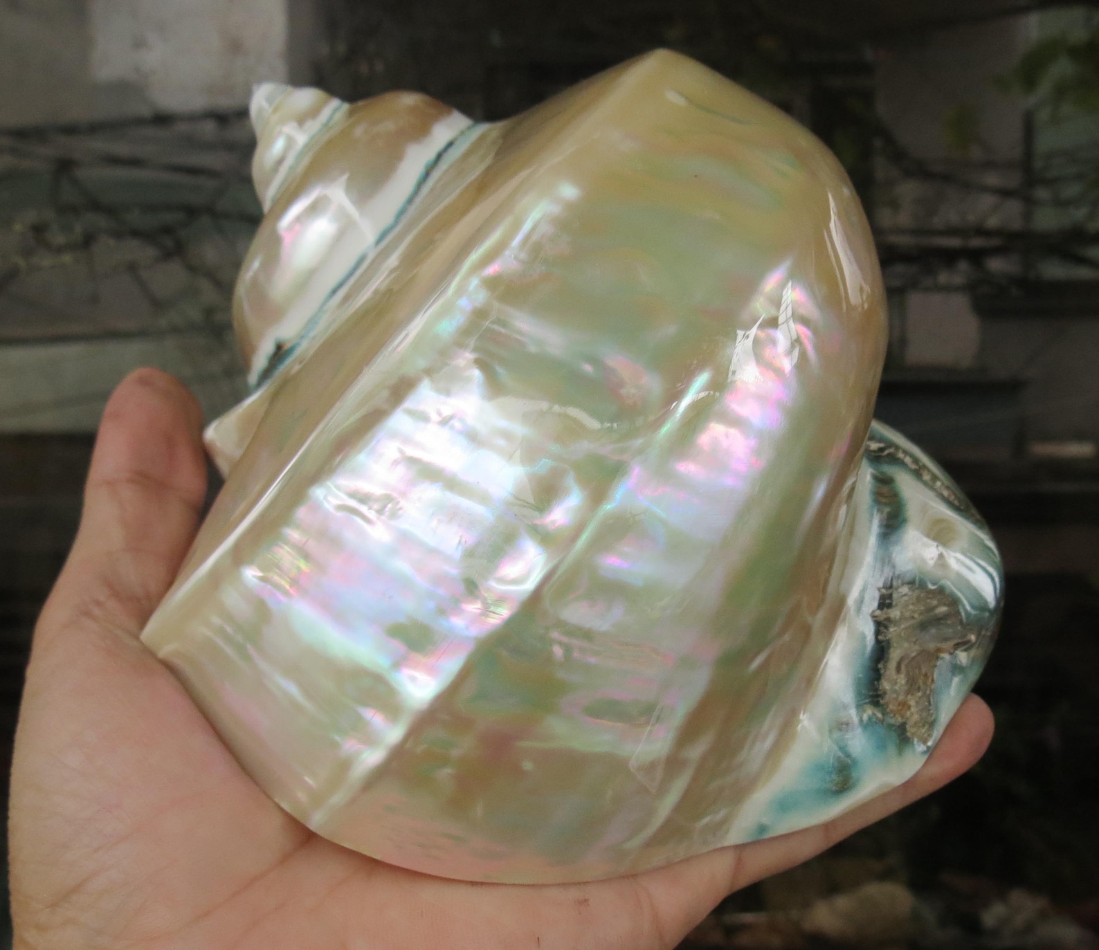 Large Giant Green Marmoratus Turban Shell, Large Conch Shell, Turbo ...
