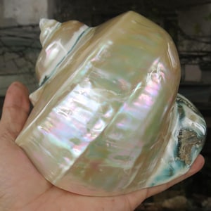 Large Giant Green Marmoratus Turban Shell, Large Conch Shell, Turbo Natural Sea Shell Giant Green, Mother Of Pearl Polished For Decoration