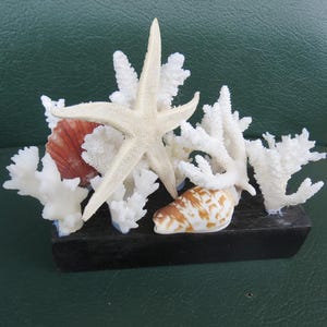 Decorative coral with base, starfish, natural snail shell, coastal style decoration, home decor,