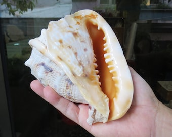 Large Natural Sea Shell, Queen Helmet, Large Helmet Snail, Decor, Ocean Collection, Aquarium Tank, Unique Gift