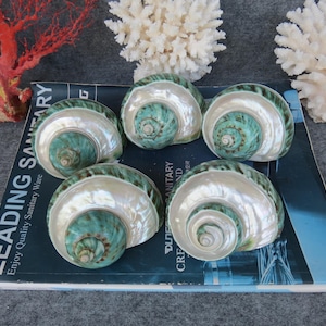 May include: Six polished, iridescent seashells with a pearlescent interior and a teal-green spiral center. The shells are arranged on a blue surface, with coral and other decorative elements in the background. The shells are a natural home decor item.