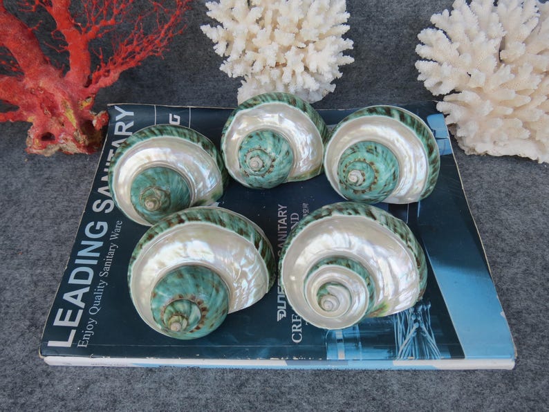May include: Six polished, iridescent seashells with a pearlescent interior and a teal-green spiral center. The shells are arranged on a blue surface, with coral and other decorative elements in the background. The shells are a natural home decor item.