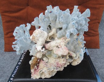Large Natural Blue Coral Tree 11 Inches, Aquarium Decoration