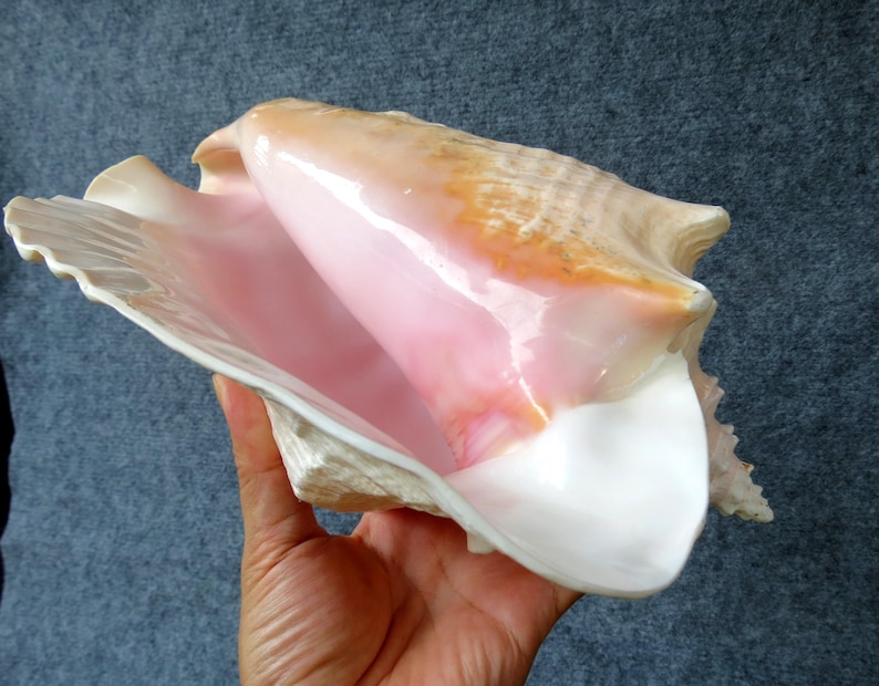 Huge Ocean Shell, Large Strombus Gigas Huge Beautifful Shell, Big Shell ...
