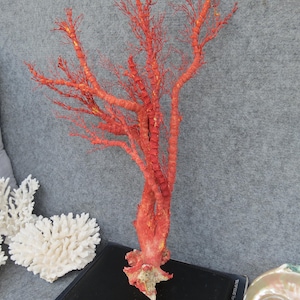 Naturlig röd korall 46 cm akvariedekor, heminredningsdekor, äkta korall för dyrbara hus bild 5