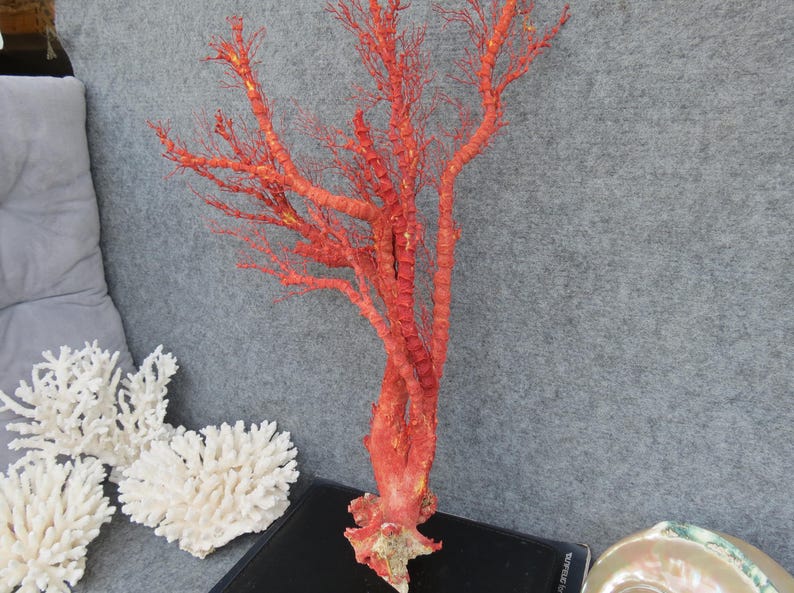 Naturlig röd korall 46 cm akvariedekor, heminredningsdekor, äkta korall för dyrbara hus bild 5