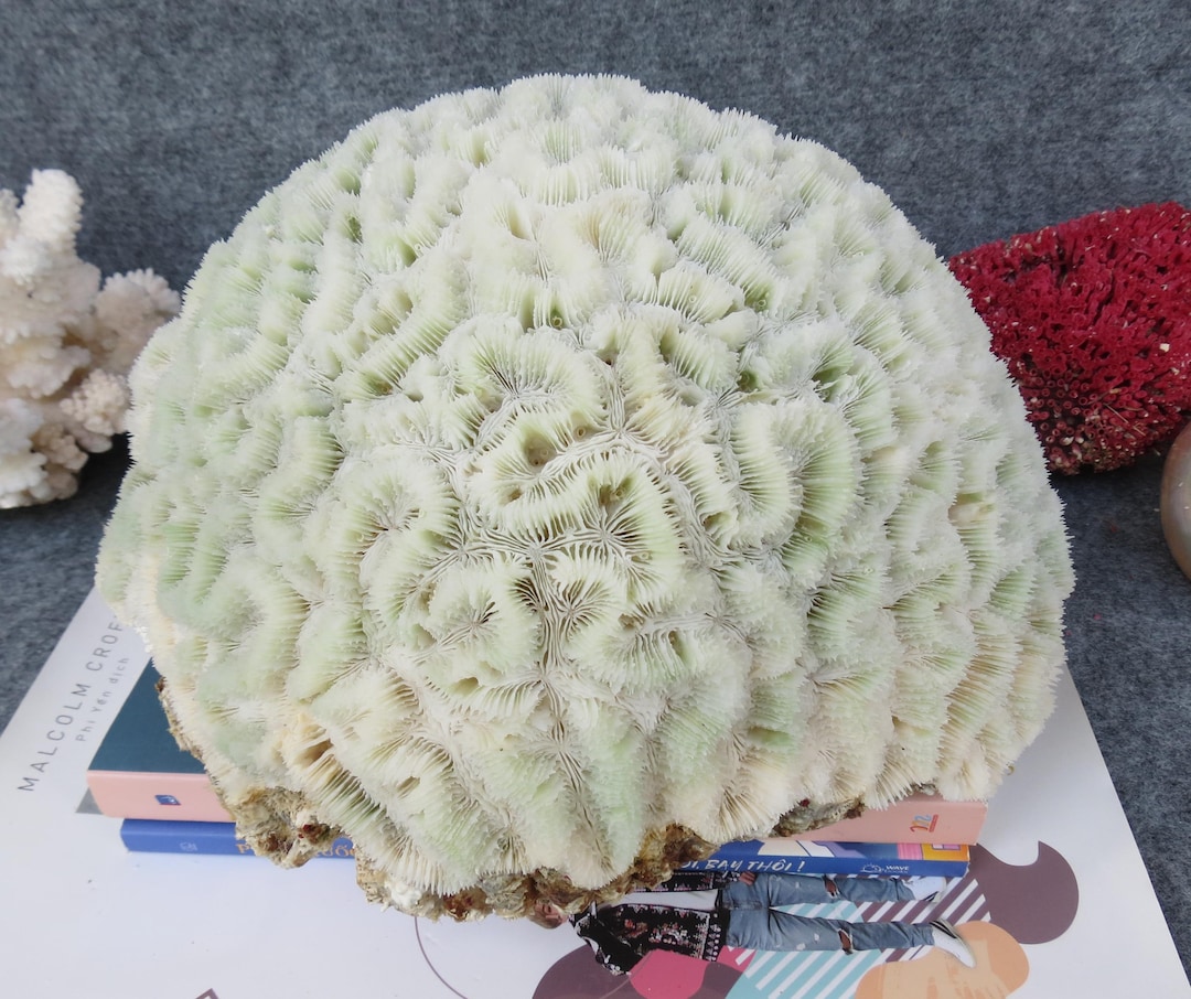 大きな天然サンゴ 約25cm il_1080xN.7015999587_ho1p.jpg