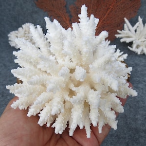 Real coral, beautiful natural coral, marine coral, aquarium, decorative aquarium coral, natural marine coral, white coral