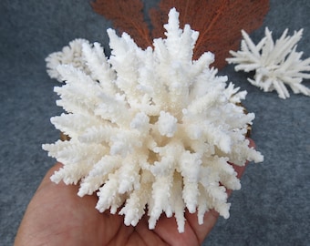 Real coral, beautiful natural coral, marine coral, aquarium, decorative aquarium coral, natural marine coral, white coral