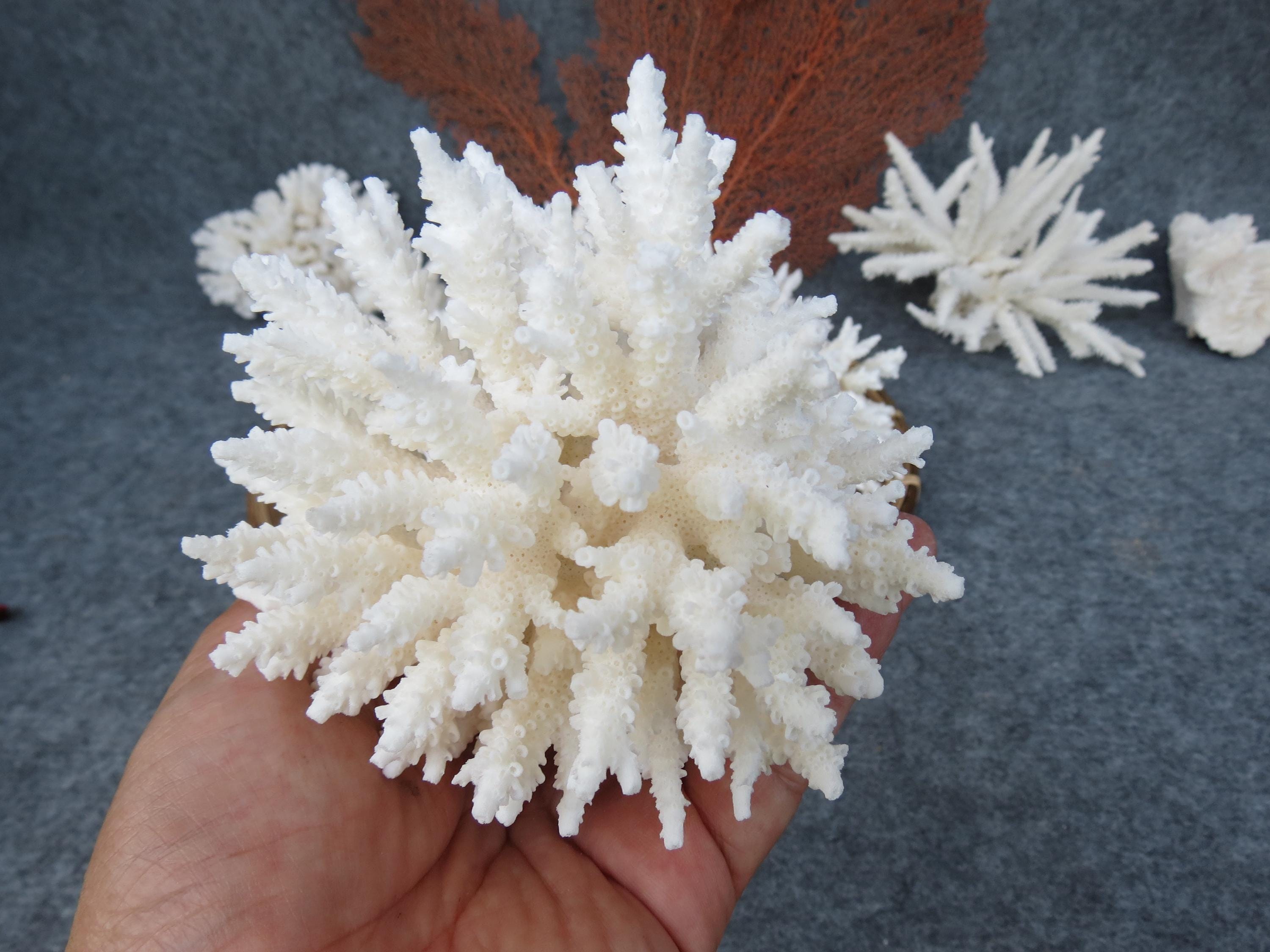 本物の白いサンゴはとても美しく、100％天然の色で、非常に特別です