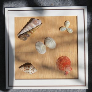 Seashell wall art, ocean home decor