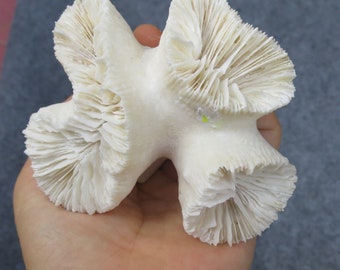 Real coral Anemone, bone coral beautiful natural coral, marine coral, aquarium, decorative aquarium coral, natural marine coral, white coral