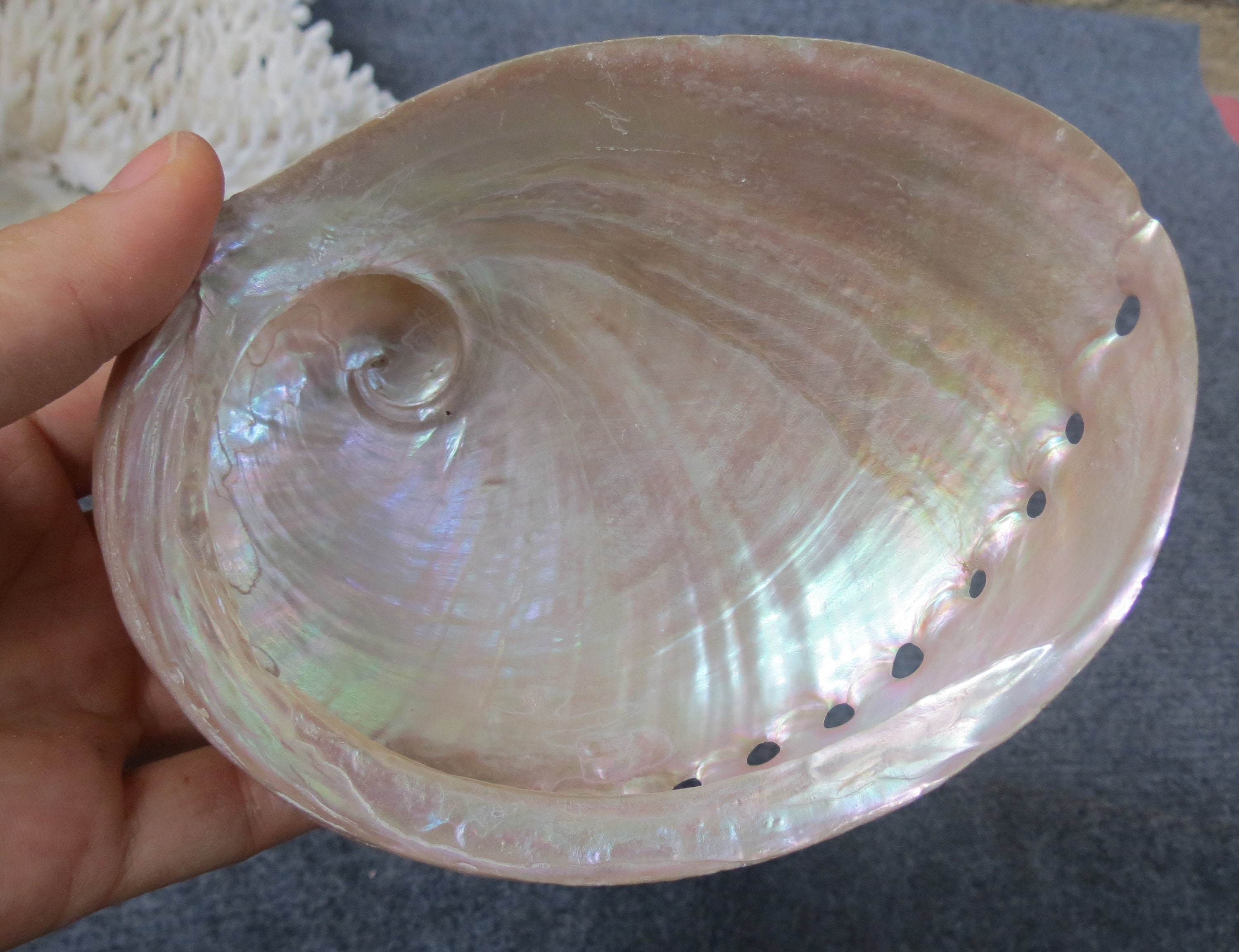 Large 12-15cm Abalone Shell, Beautiful Color Abalone. White Abalone ...