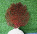 Red Real coral, beautiful natural red coral, marine coral, aquarium, decorative aquarium coral, natural marine coral, white coral product logo