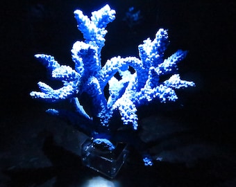 Coral home decor,real coral, coral reef, beautiful natural coral, marine coral,decorative aquarium coral, natural marine coral, blue coral