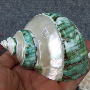 May include: A large, pearlescent seashell with a spiral shape. The shell features bands of vibrant green and brown against a creamy white background. The shell is held in a hand, showcasing its size and natural beauty.