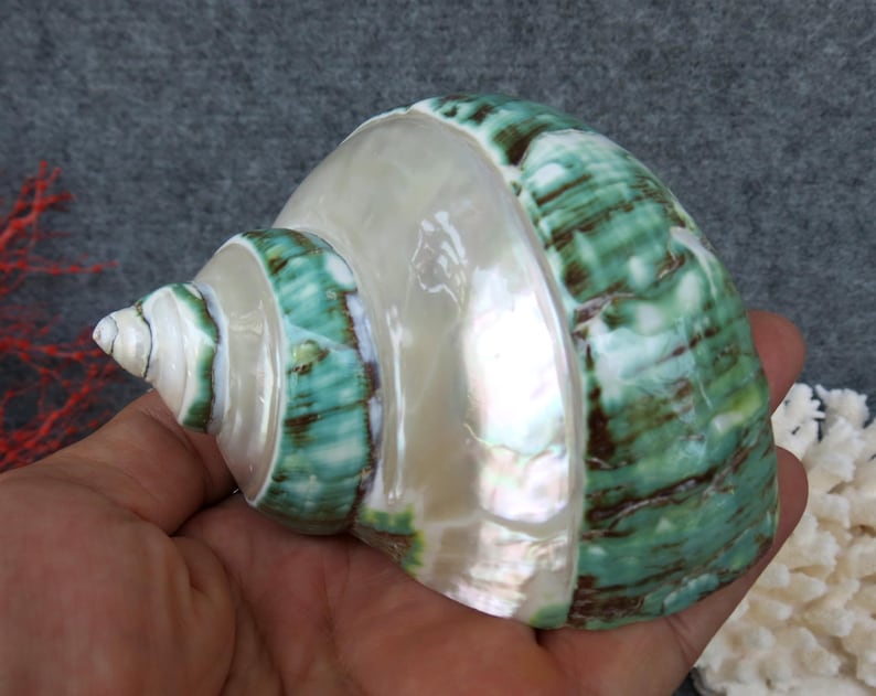 May include: A large, pearlescent seashell with a spiral shape. The shell features bands of vibrant green and brown against a creamy white background. The shell is held in a hand, showcasing its size and natural beauty.