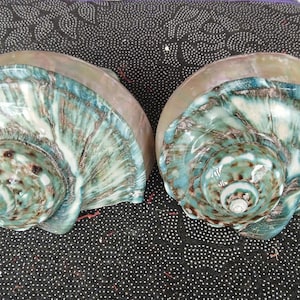 May include: Two large, iridescent seashells with a green, blue, and brown swirl pattern. The shells have a smooth, glossy finish.