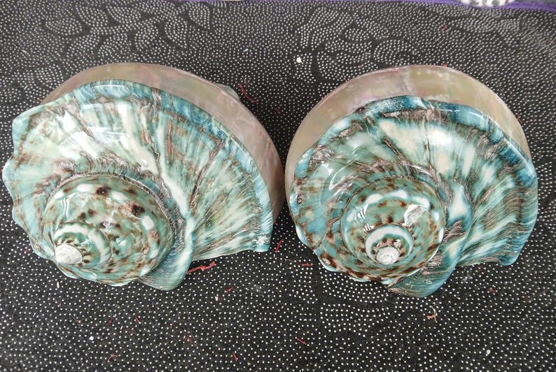 May include: Two large, iridescent seashells with a green, blue, and brown swirl pattern. The shells have a smooth, glossy finish.
