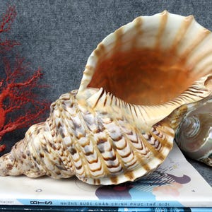 May include: A large, intricately patterned seashell with a spiral shape, featuring shades of brown, tan, and white. The shell rests on a stack of books, with a vibrant red coral branch in the background. The shell's opening reveals a warm, orange interior.