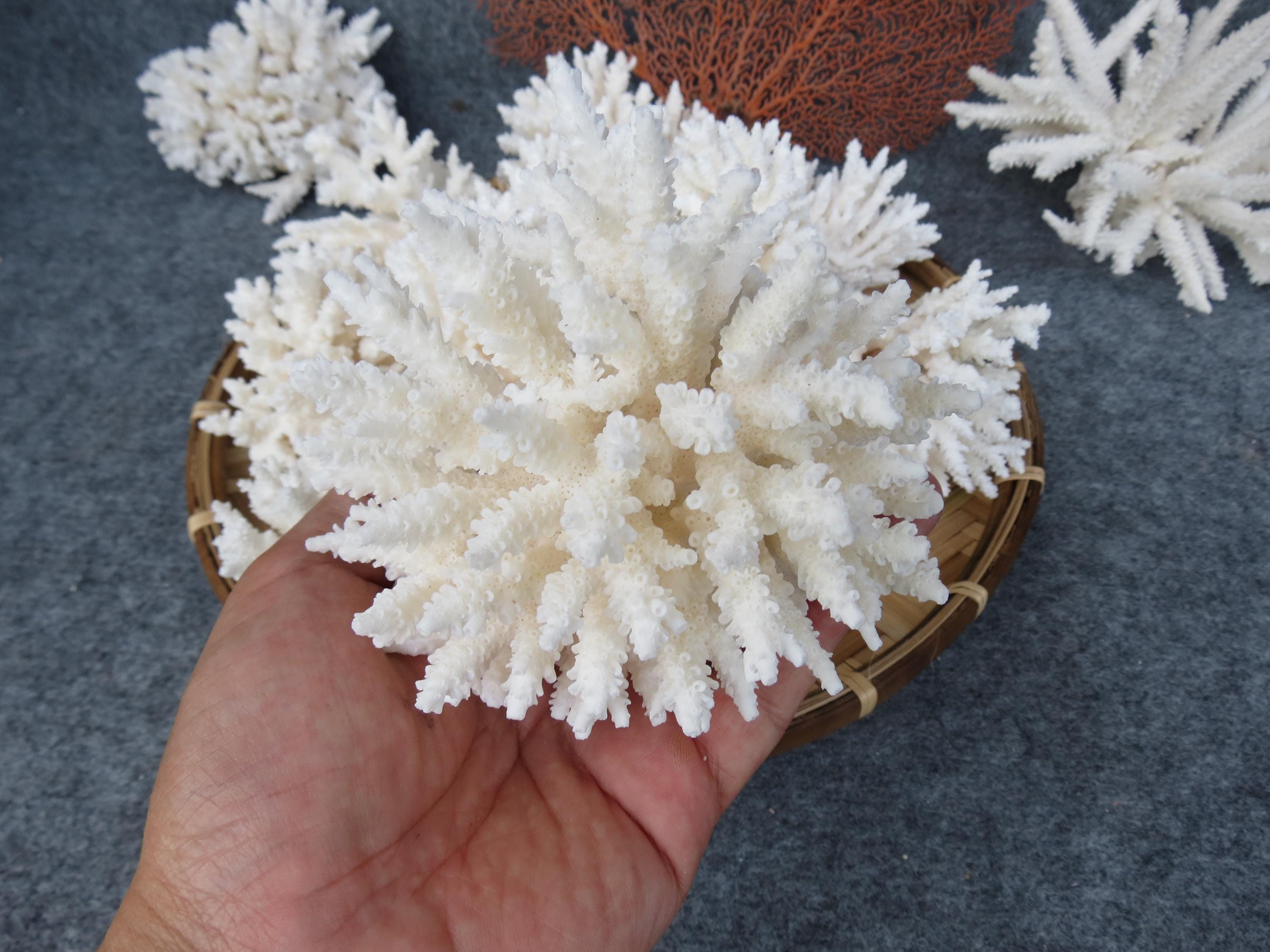 本物の白いサンゴはとても美しく、100％天然の色で、非常に特別です