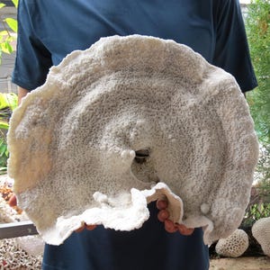 Może przedstawiać: Duży, białawy okaz koralowca o teksturowanej powierzchni i centralnym otworze. Koralowiec ma zaokrąglony, nieregularny kształt o porowatym wyglądzie. Zdjęcie przedstawia koralowiec trzymany przez osobę.