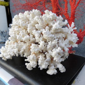 May include: A large, white coral formation with a textured surface, resting on a black leather-bound book. A vibrant red coral branch is visible in the background, adding a striking contrast. The overall theme is marine decor.