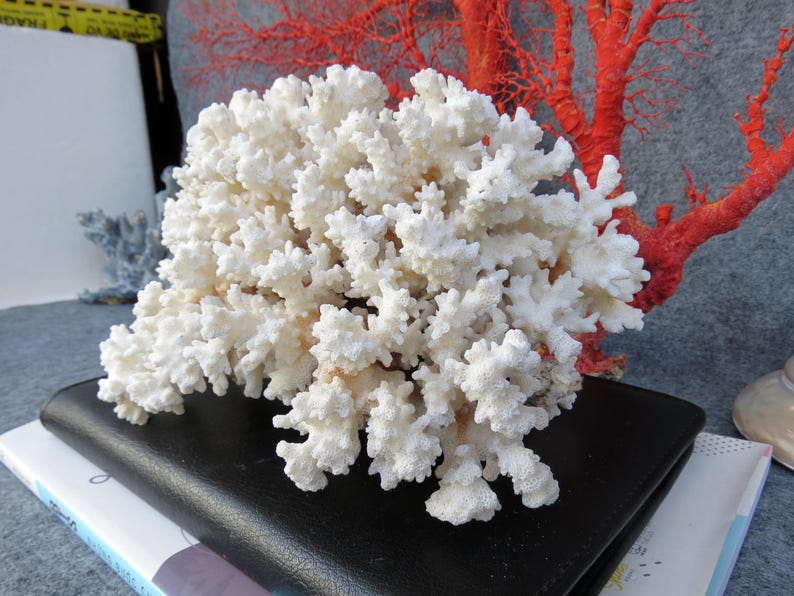 May include: A large, white coral formation with a textured surface, resting on a black leather-bound book. A vibrant red coral branch is visible in the background, adding a striking contrast. The overall theme is marine decor.
