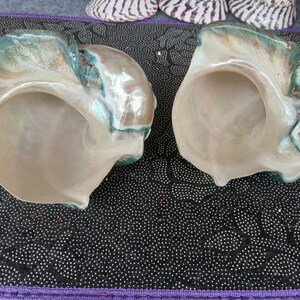 May include: Two large, iridescent seashells with a green and white pattern. The shells are open and have a smooth, white interior.
