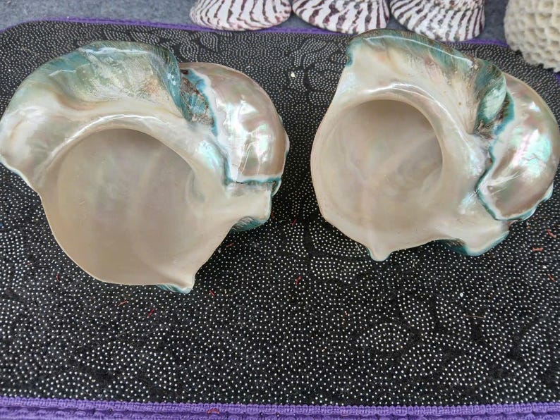 May include: Two large, iridescent seashells with a green and white pattern. The shells are open and have a smooth, white interior.