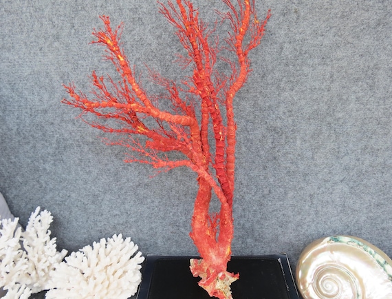 Natural Red Coral 19.3" Aquarium Decor, Home Accent Piece, Real Coral For Precious Houses