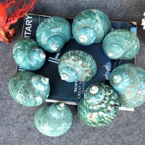 May include: A collection of nine polished, teal-colored seashells with spiral patterns. The shells are arranged on a dark blue surface, with a piece of red coral and white coral in the background. The shells vary in size and have a glossy finish.